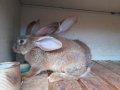 Домашни свободни зайци, снимка 3