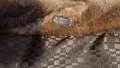 Дамско палто естествен косъм с обемна яка от лисица , снимка 9