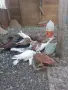 Динкеши и Бухари, снимка 4