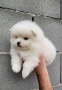 Померан-мини шпиц!!!, снимка 8