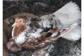 Чилести паламарски гълъби , снимка 7