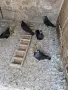 Продавам  3 чифта черни донеци, снимка 1