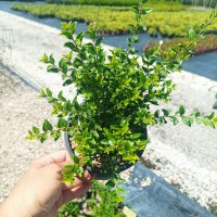  Лоницера, Lonicera nitida Elegant, вечнозелена и студоустойчива!!, снимка 5 - Градински цветя и растения - 39342927