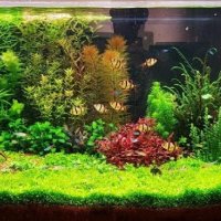 Аквриумни растения /тор за  растения за аквариум, снимка 1 - Други - 35584454