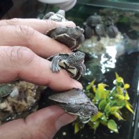 Водни костенурки graptemys pseudogeographica 4см, снимка 2 - Костенурки - 34046680