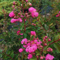  Индийски Люляк, Lagerstroemia indica  Magnifica Rosea, снимка 2 - Градински цветя и растения - 44694455