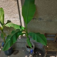 Бананови палми, снимка 2 - Градински цветя и растения - 41512038