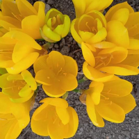 Есенен минзухар -жълт, снимка 6 - Градински цветя и растения - 44732007