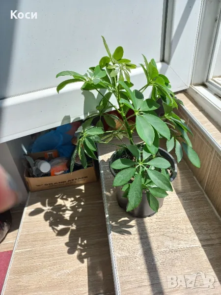 Дървото на късмета Шефлера , снимка 1