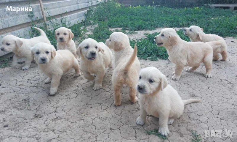 Голдън ретривър женски кученца, снимка 1