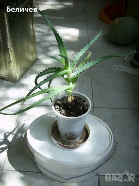 Алое, снимка 1