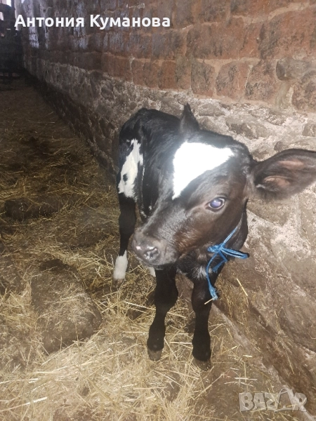 Продавам телета , снимка 1