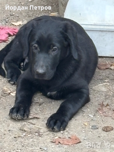 Лабрадор редривър , снимка 1