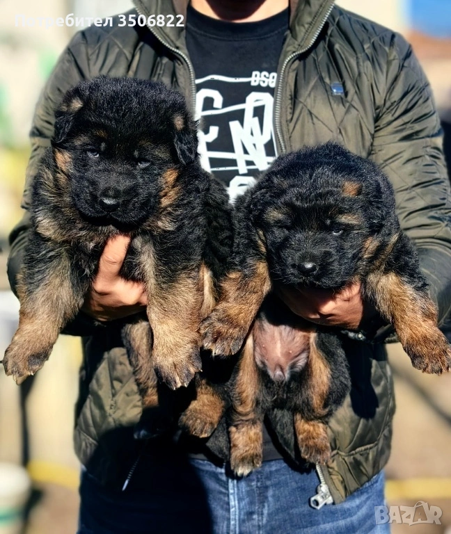 Немски овчарки, снимка 1