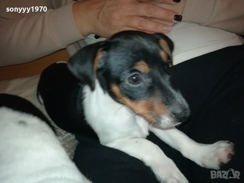 СЛАДКО КУТРЕ-ДЖАКЧЕ МОМИЧЕ 2610251635, снимка 1