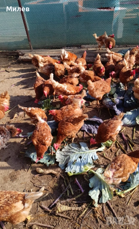 Кокошки носачки Ломан Браун, снимка 1