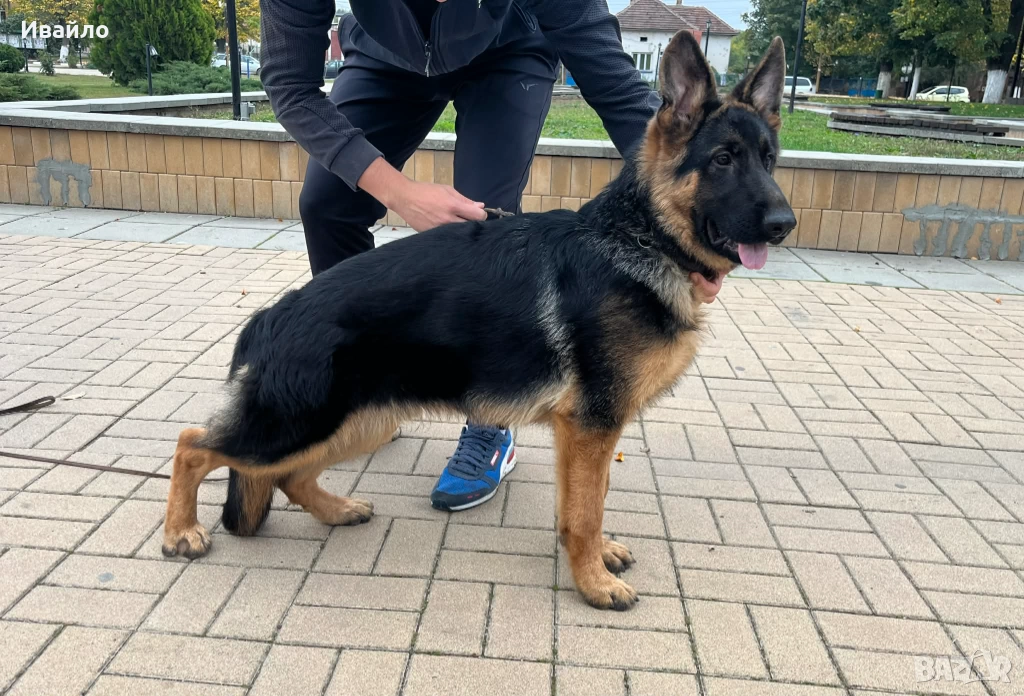 Мъжка Немска Овчарка, снимка 1