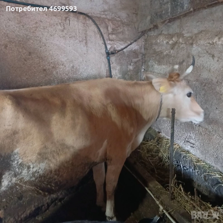 Крава - порода Джерсей (Жарсе), снимка 1