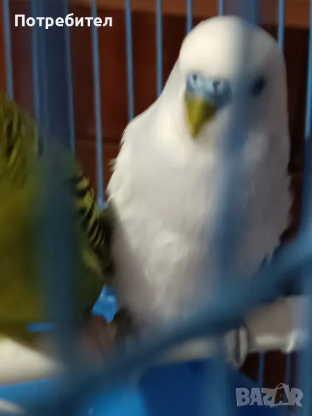 вълнисти папагалчета внос, снимка 1