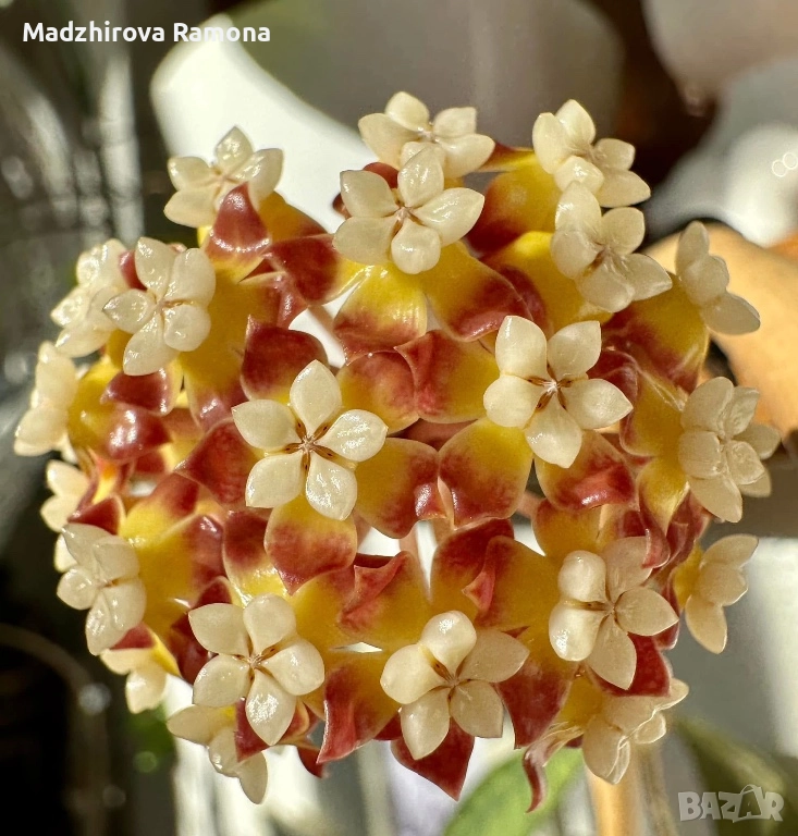 Hoya callistophylla , снимка 1