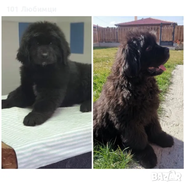 Нюфаундленд , снимка 1