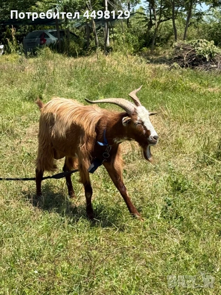 Пръч на година и половина, снимка 1