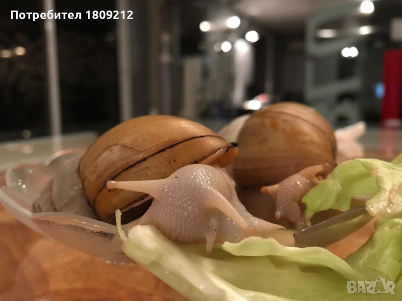 АХАТИНА, снимка 1