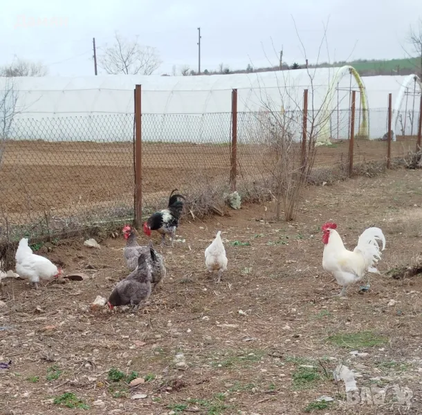 Яйца за люпене от Брезе Галоа , снимка 1