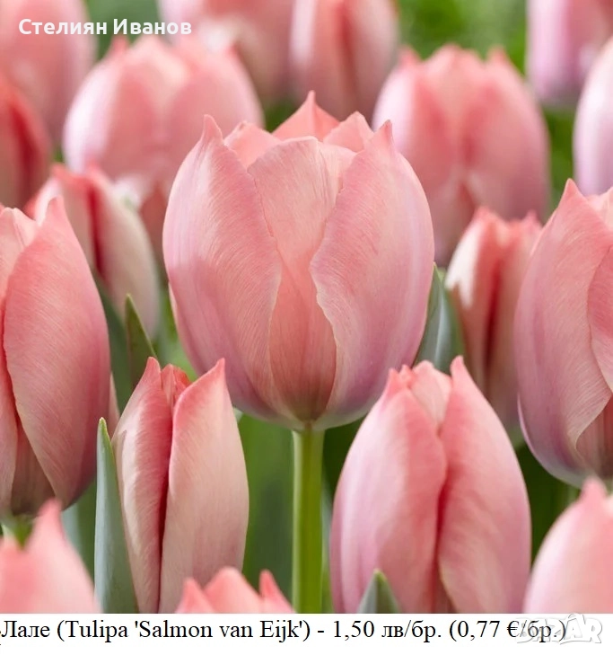 Лале (Tulipa 'Salmon van Eijk') – луковици, снимка 1