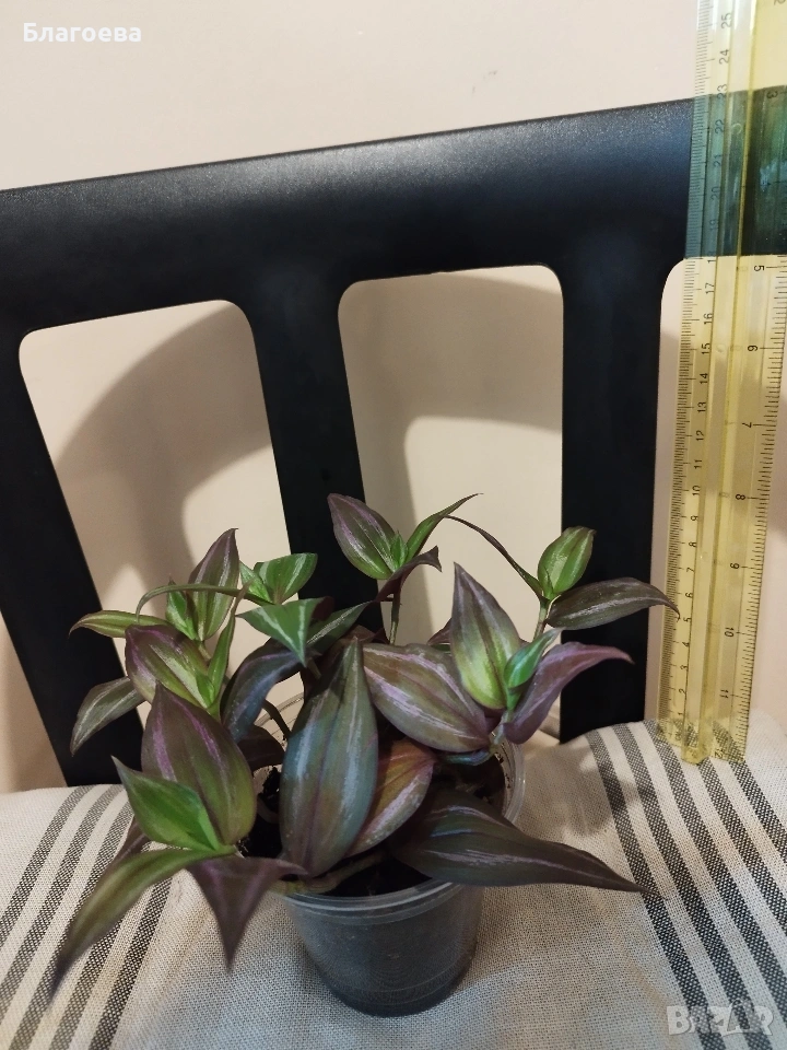 Традесканция, снимка 1