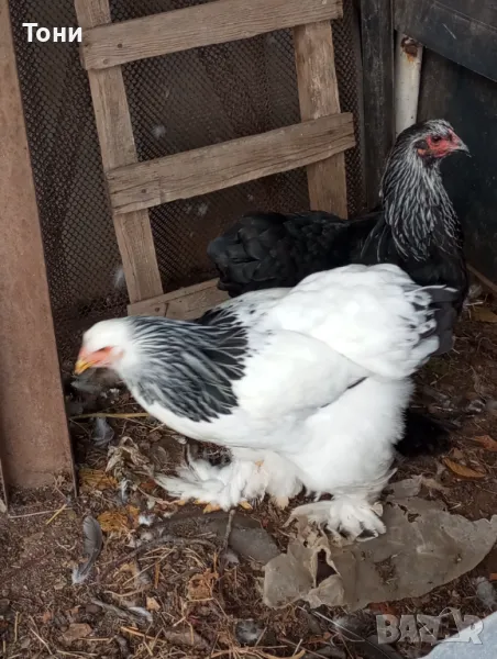 кокошки колумбийска брама 3+1, снимка 1