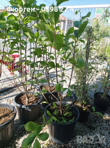 Магнолия Елизабет - Magnolia Elizabet, снимка 4 - Разсади - 53541920