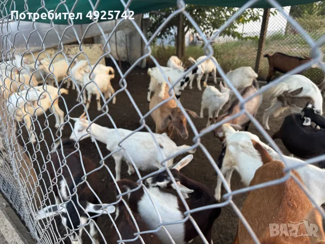 Ярета за продан, снимка 3 - Кози - 55749700