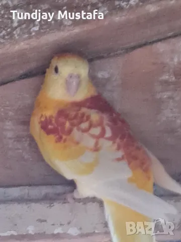 пойни млади пилета, снимка 3 - Папагали - 47812009