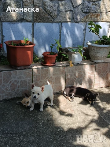 Продавам чихуахуа , снимка 1