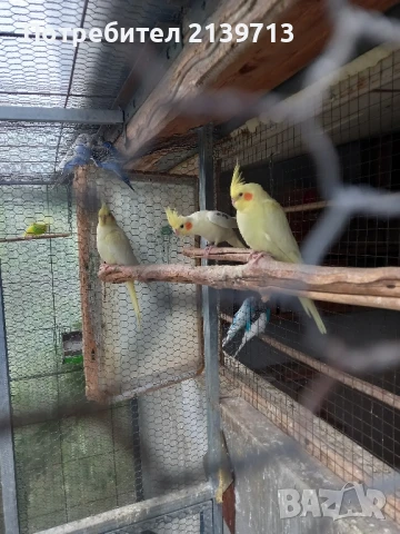 Продавам папагали млади Корели от 2025 г., снимка 3 - Папагали - 50449957