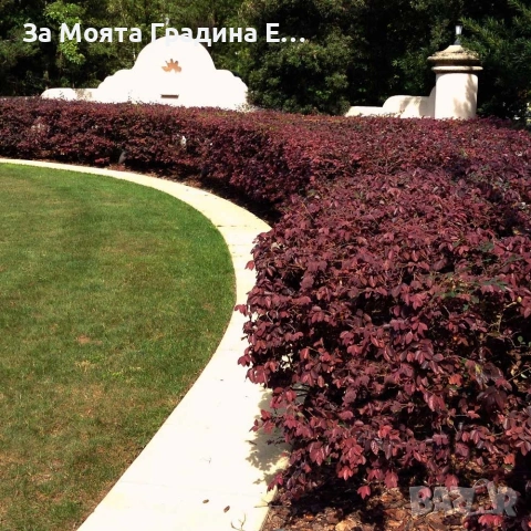 Лоропеталум , снимка 9 - Градински цветя и растения - 53636175