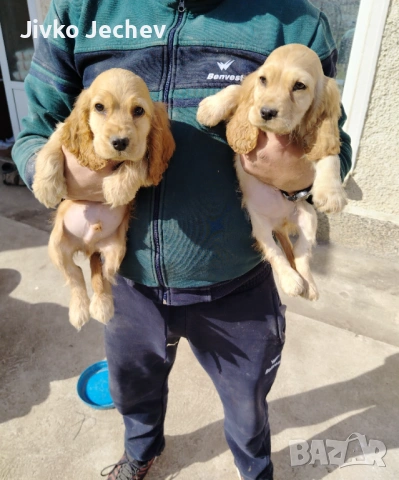 Кокер Шпаньол , снимка 3 - Кокер шпаньол - 53757180