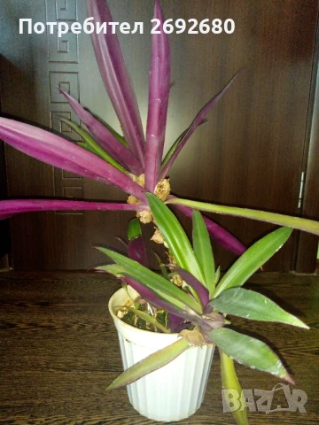 Хлорофитум, традесканция , снимка 2 - Стайни растения - 50924533