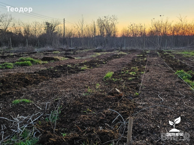 Дървесен чипс за мулчиране и компостиране – доставка с камион, снимка 9 - Строителни материали - 52259025