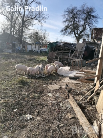 Продавам малкаи и малки прасета