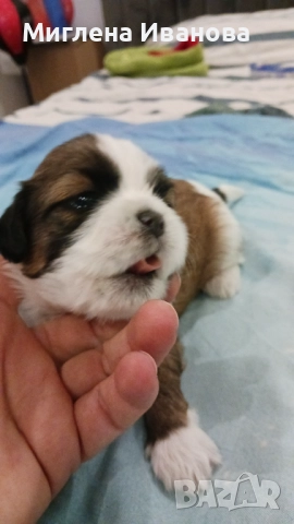 Ши тцу, снимка 15 - Ши Тцу - 52447041