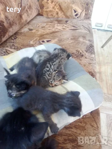 Разкошни бебета! Полуперсичета на 40 дни ., снимка 2 - Персийска - 55767954