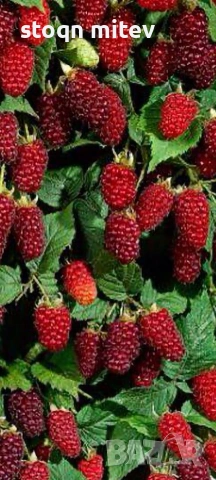 продавам целогодишен разсад ягоди и малини0885353190, снимка 9 - Разсади - 53625104