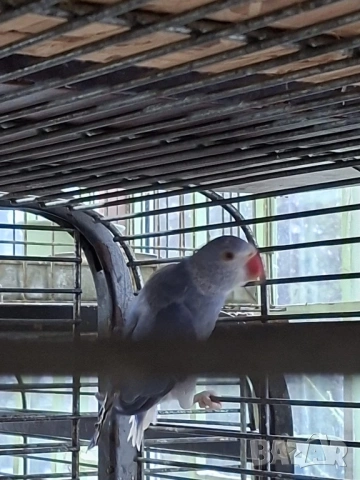 Продавам малки Александри, снимка 2 - Папагали - 53274482