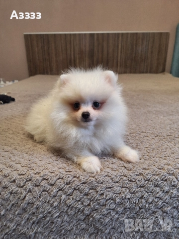 Померан померан, снимка 2 - Померан - 52797333