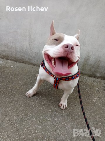 Хотел за кучета,зайци,гризачи ,птици и котки, снимка 17 - Ветеринари и услуги - 32793072