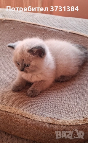 Британски колорпойнт котета, снимка 8 - Британска късокосместа - 53847230