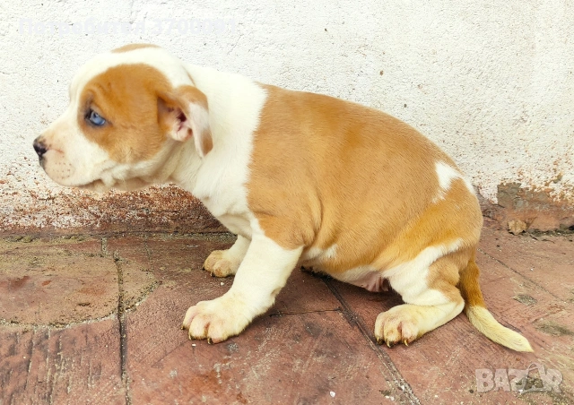 питбул, снимка 3 - Питбул - 53611149