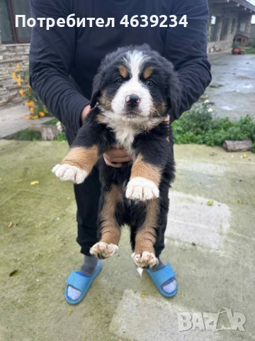 Бернски зененхунд